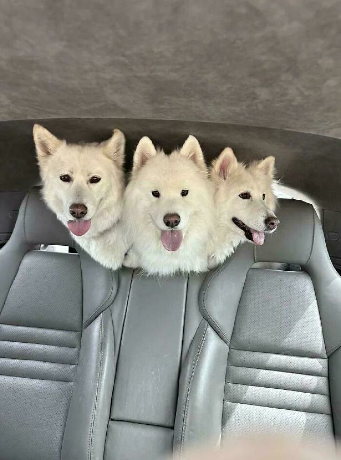 Tres perros blancos con lengua afuera parecen unidos en imagen bendecida y maldita, con efecto visual sorprendente en un auto.