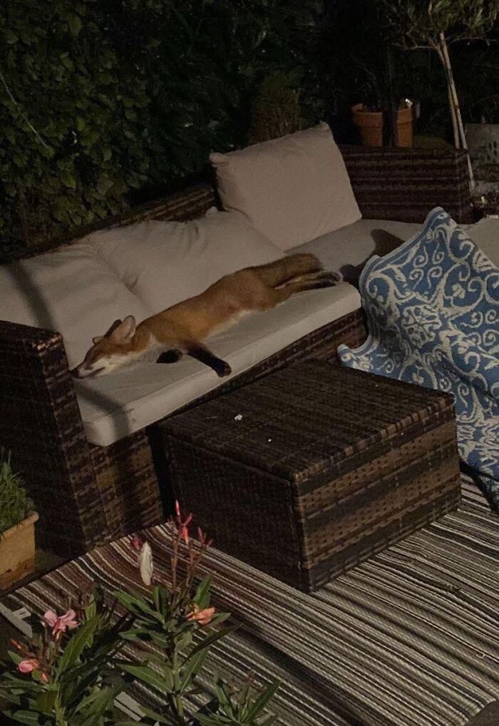 Zorro descansando en un sofá de exterior en un jardín por la noche, imagen de personas que hicieron una foto impactante.