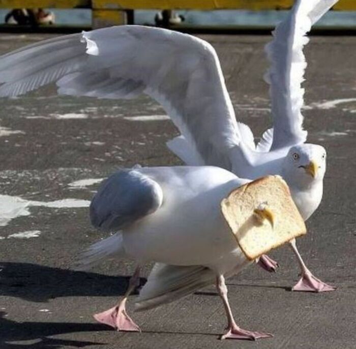Gaviota con una rebanada de pan en la cabeza, mostrando una escena sorprendente que pocos podrían creer.