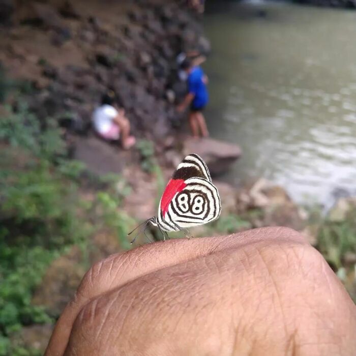 Mariposa con diseño 88 posada sobre mano en entorno natural, una coincidencia increíble que casi nunca ocurre.