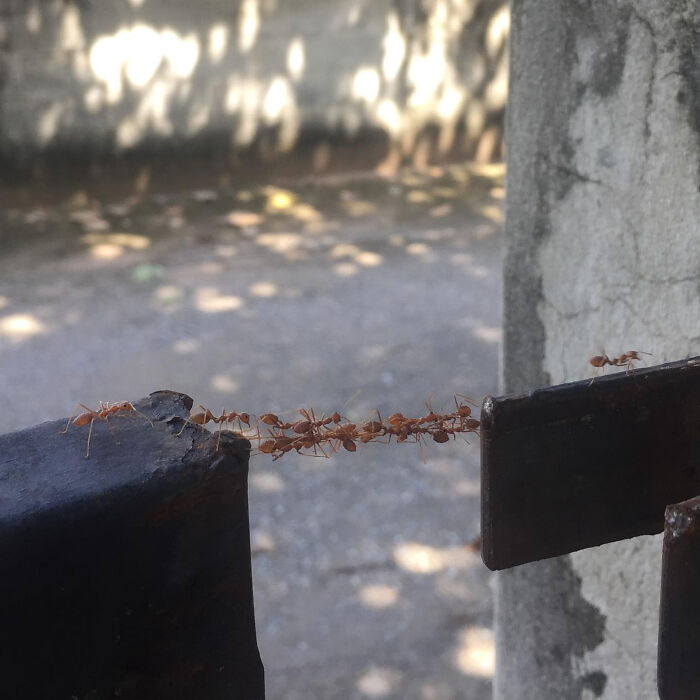Hormigas formando puente con su cuerpo entre dos estructuras metálicas en una coincidencia increíble.