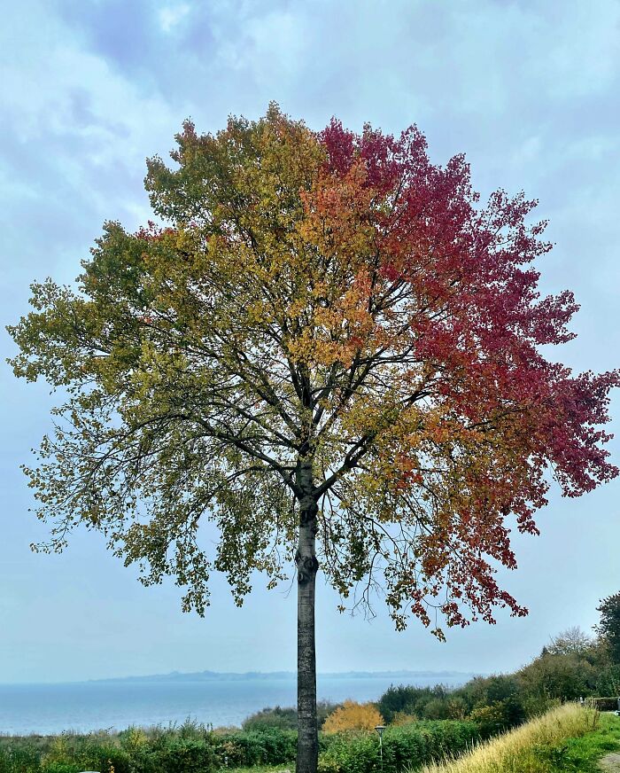 Árbol con hojas de varios colores mostrando una coincidencia increíble en la naturaleza durante el otoño.