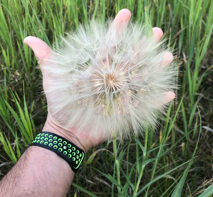 Mano sosteniendo una flor de diente de león gigante entre hierbas verdes, mostrando una coincidencia increíble natural.