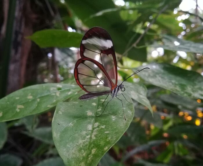 Mariposa de alas transparentes posada en hoja verde mostrando coincidencias increíbles de la naturaleza casi nunca vistas.
