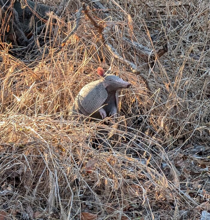 Armadillo entre ramas secas, un ejemplo de coincidencias increíbles que casi nunca ocurren en la naturaleza.