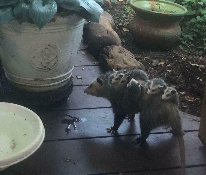 Una zarigüeya madre con sus crías en la espalda en coincidencias increíbles de la naturaleza.