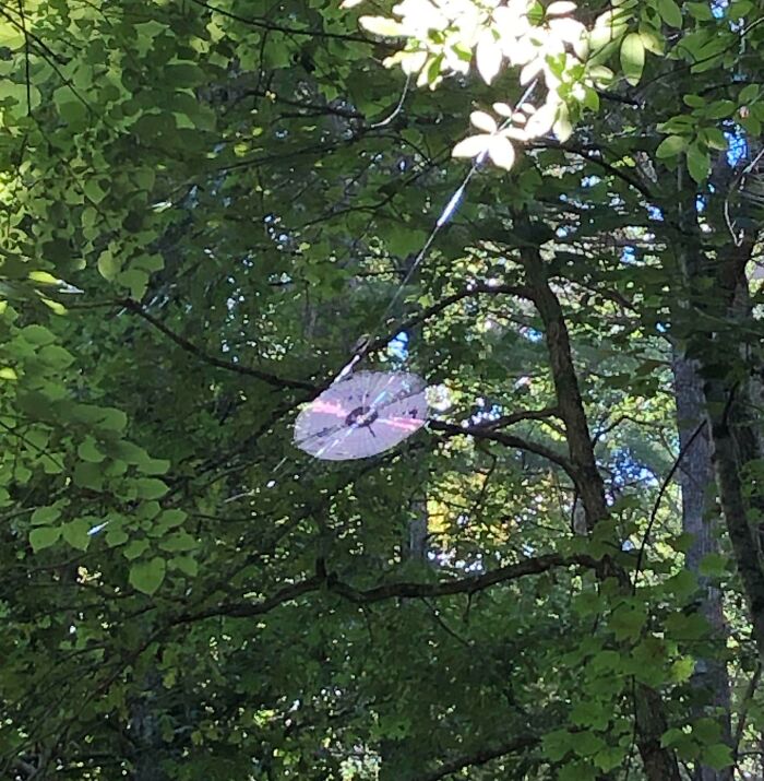 Paraguas transparente colgado entre ramas de árbol en un bosque, mostrando una coincidencia increíble en la naturaleza.
