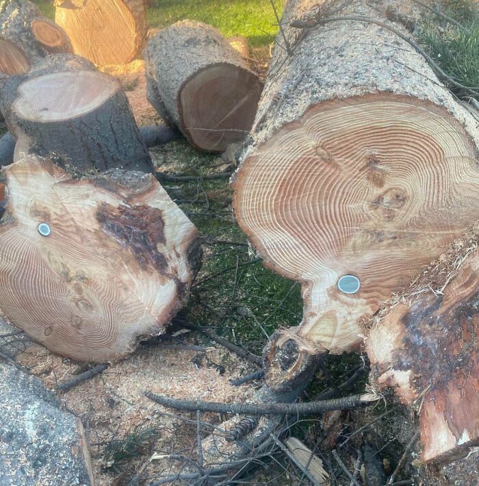 Coincidencias increíbles en troncos de árbol con marcas circulares casi idénticas y patrones naturales únicos al lado de ramas.