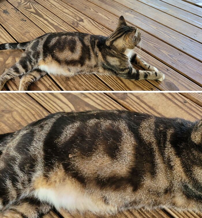 Gato acostado sobre piso de madera con un patrón de pelaje que muestra coincidencias increíbles naturales.
