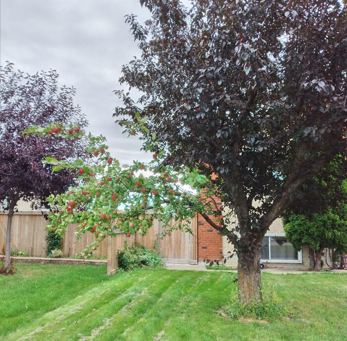 Árbol frutal con bayas rojas en un jardín, mostrando una coincidencia increíble con hojas verdes y moradas juntas.