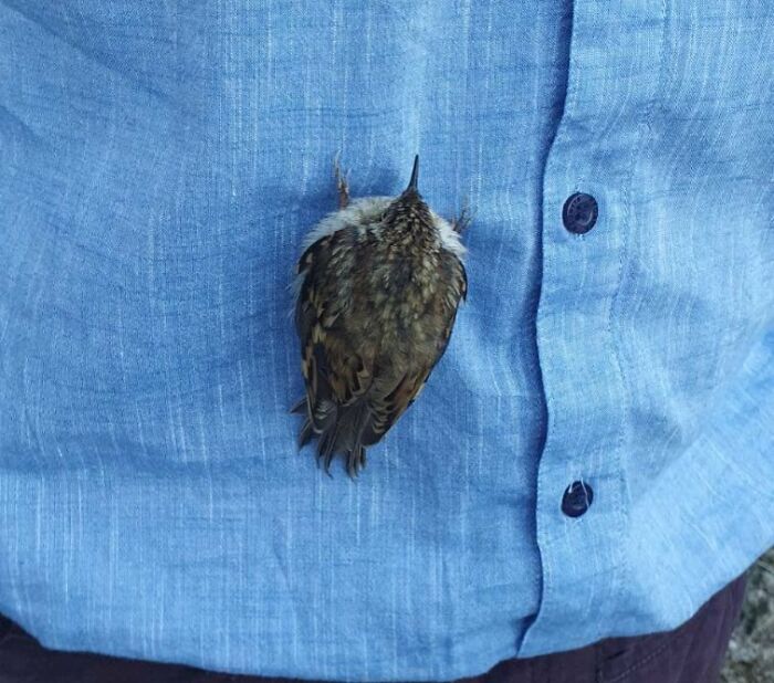 Pájaro clavado en camisa azul ilustrando coincidencias increíbles que casi nunca ocurren capturando un momento raro.