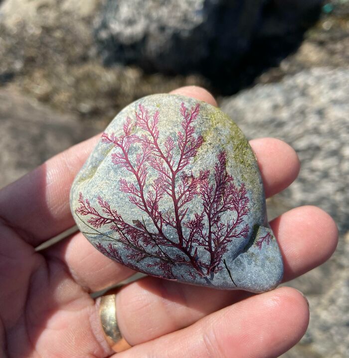Mano sosteniendo piedra con patrón natural que parece planta, mostrando una coincidencia increíble en la naturaleza.