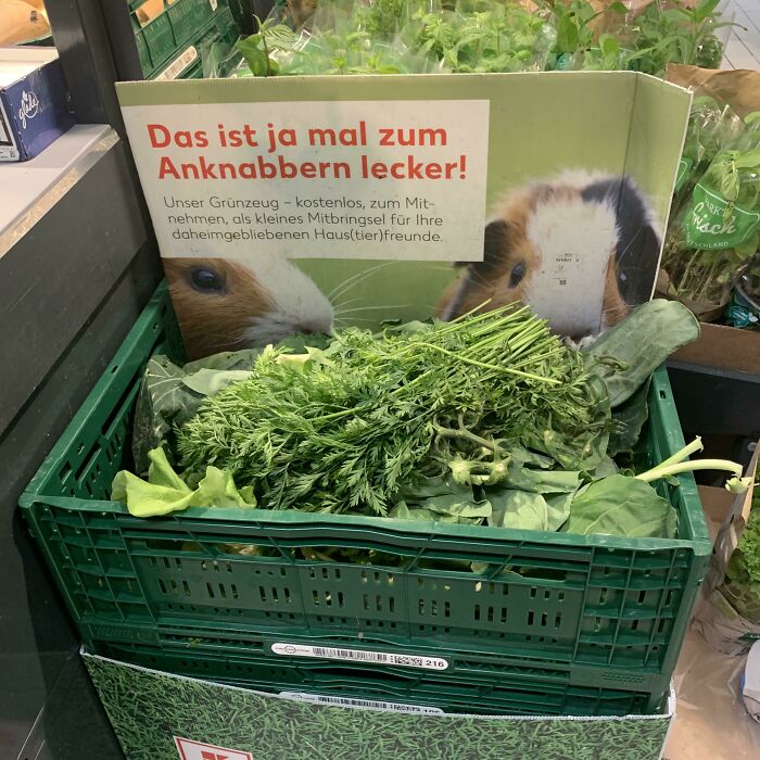 Soluciones geniales para problemas habituales mostrando verduras frescas en caja verde para pequeños animales.