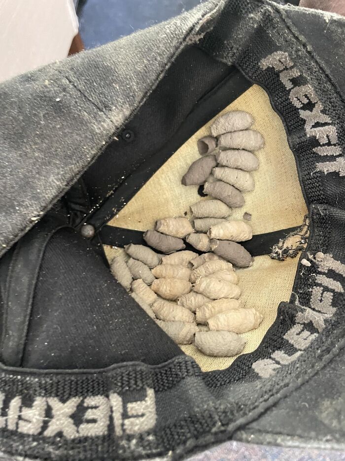Interior de gorra con nidos de insectos secos, un ejemplo sorprendente de cosas que salieron mal compartidas por la gente.