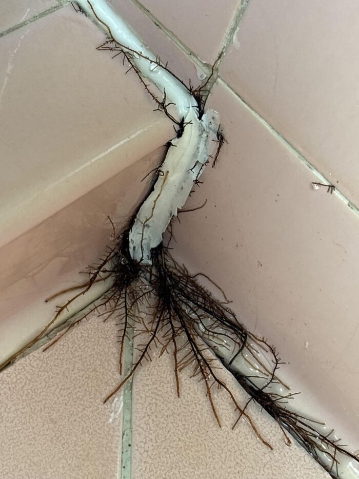 Raíz creciendo a través de la grieta en el piso de cerámica mostrando cosas que salieron mal.
