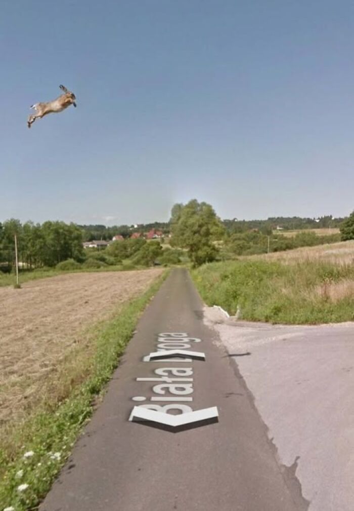 Liebre saltando en área rural con paisaje y camino aéreo capturado en lugares misteriosos encontrados en Google Earth.