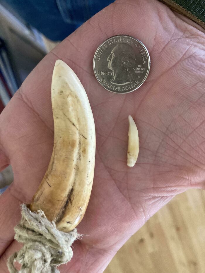 Dientes o colmillos antiguos comparados con una moneda, fotos interesantes que parecen ilegales de mirar sin protección.