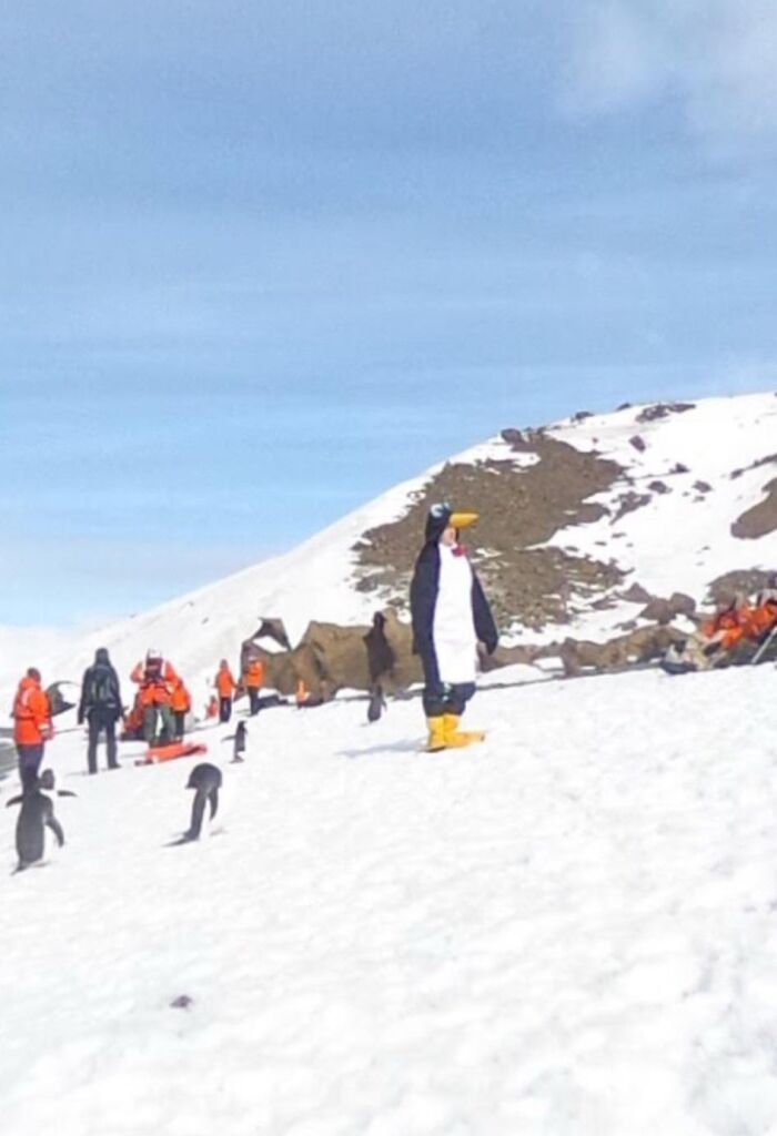 Persona disfrazada de pingüino entre pingüinos reales en nieve, lugar misterioso encontrado en Google Earth.