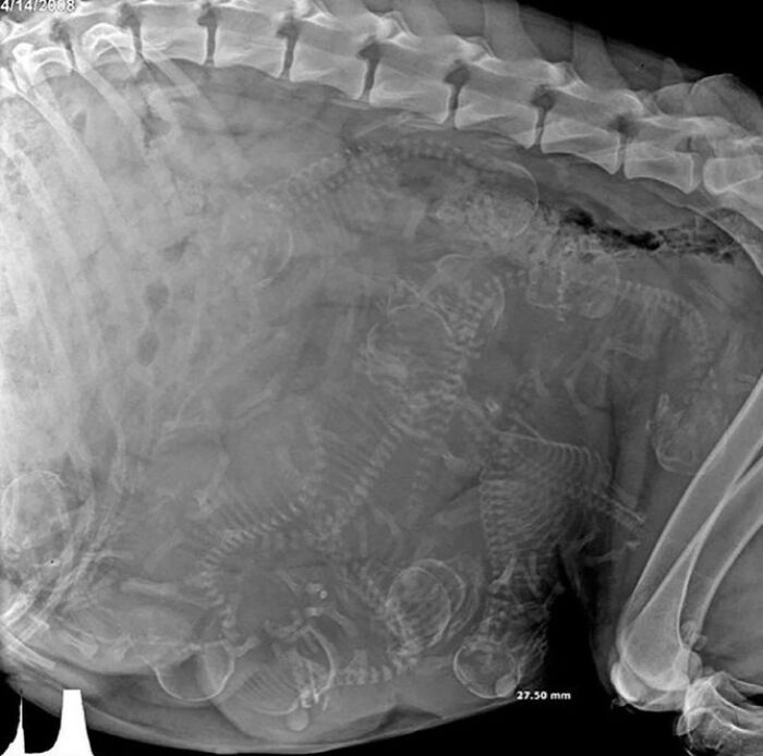 Radiografía de una mamá perro embarazada mostrando varias crías en su interior, imagen interesante y poco común.