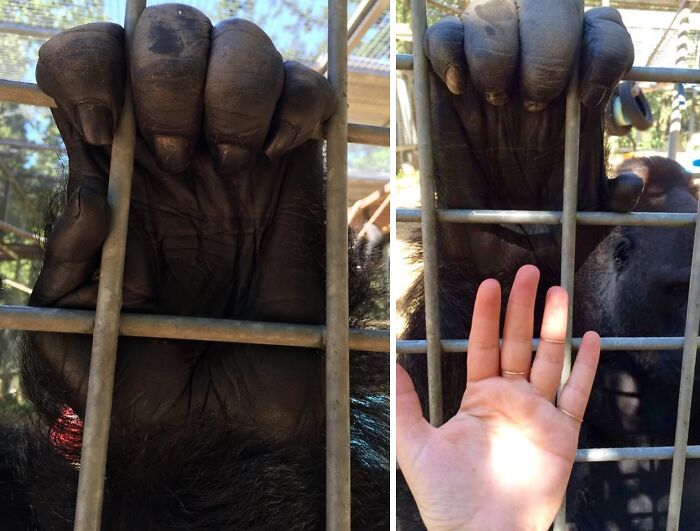 Mano de gorila y mano humana comparadas detrás de rejas en imagen interesante para fotos que parece ilegal mirar sin protección.