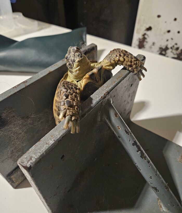 Tortuga atrapada entre piezas metálicas en una escena que parece ilegal de fotos tan interesantes sin protección.