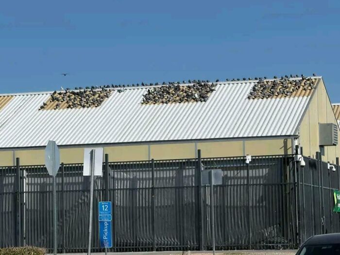 Gran cantidad de aves posadas en el techo de un edificio, imagen interesante para fotos que parece ilegal mirarlas sin protección.