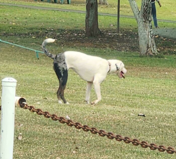 Perro con pelaje que crea ilusión óptica, uno de los objetos interesantes que parecen otras cosas en la imagen del parque.