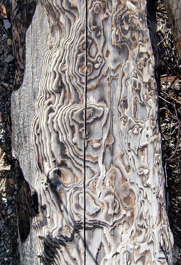 Madera con textura natural que crea patrones interesantes parecidos a mapas topográficos y formas abstractas llamativas.