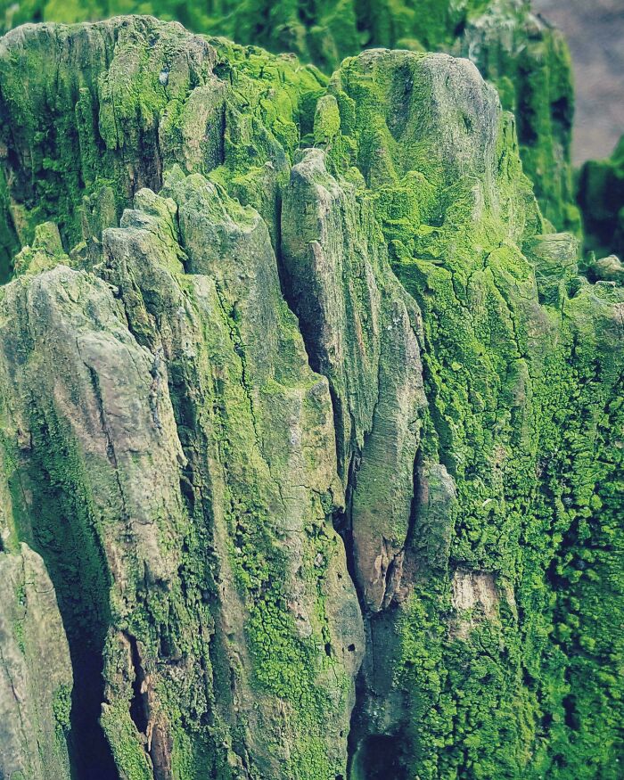 Madera vieja cubierta de musgo verde con texturas similares a montañas en forma natural, objeto interesante que parece otra cosa.