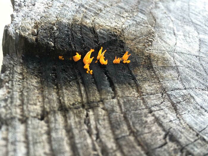 Setas naranjas pequeñas que parecen figuras sobre un tronco, ejemplo de objetos interesantes que parecen otras cosas.