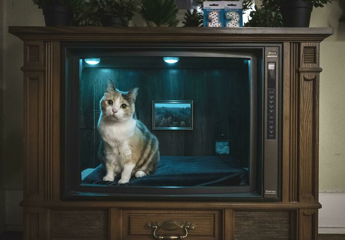 Gato dentro de televisor antiguo como solución creativa para problemas habituales en el hogar y decoración original.