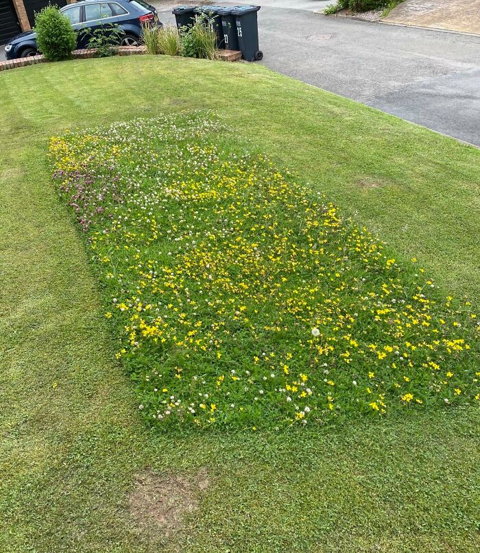 Parche de flores silvestres cultivadas en césped cuidado como solución genial a problemas habituales de jardines.