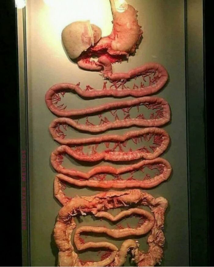 Sistema digestivo humano exhibido en fotos médicas, mostrando órganos y detalles que demuestran que el cuerpo es a veces aterrador.