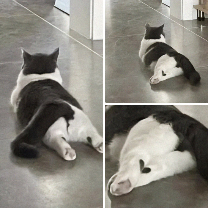 Gato acostado con mancha en forma de corazón en la pata, imagen curiosa que nadie habría creído sin foto.