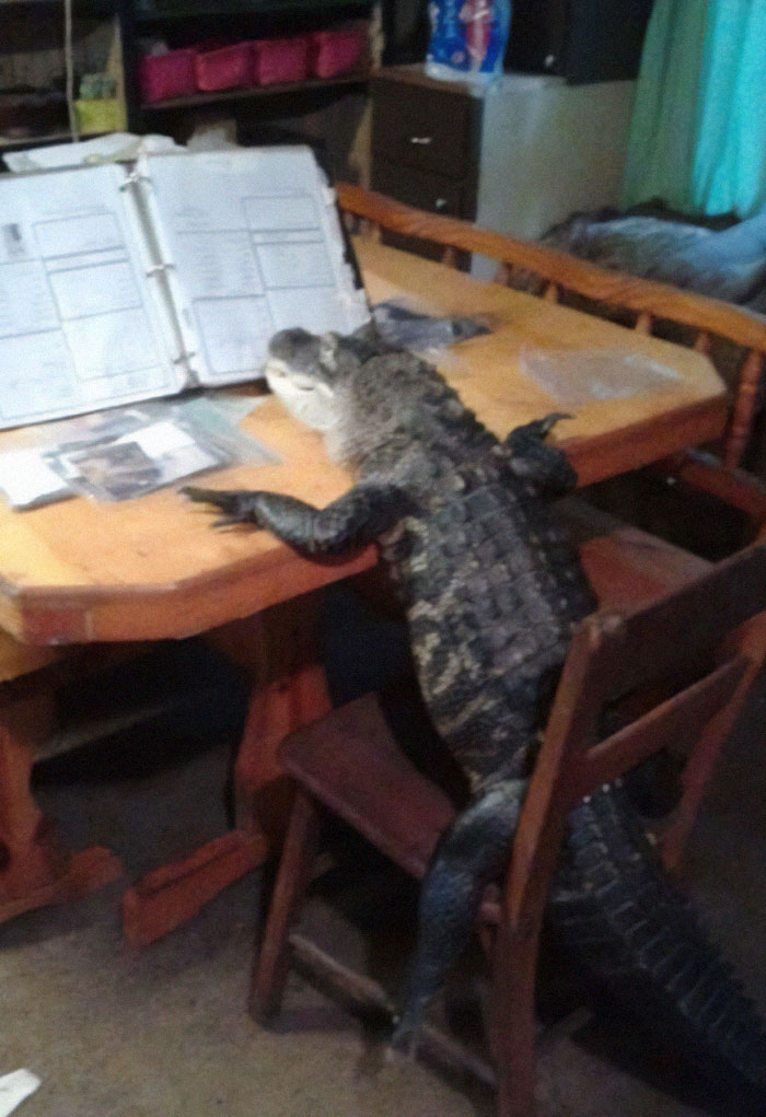 Cocodrilo sentado en silla junto a mesa con libros y documentos en interior de casa sorprendente imagen real.