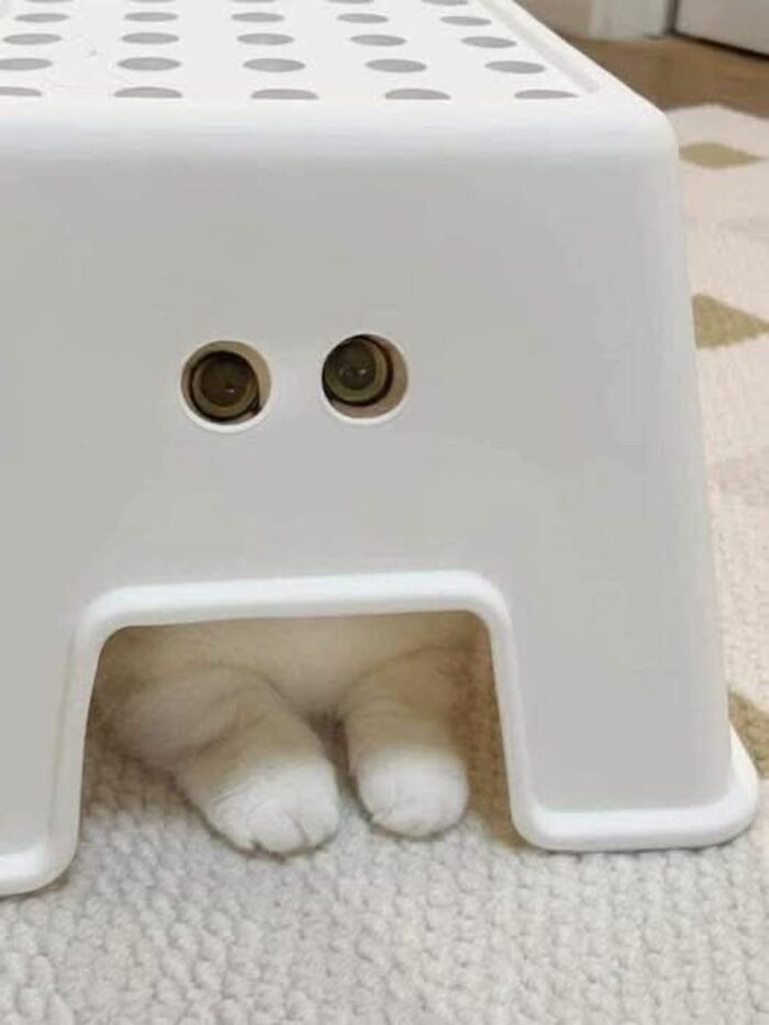 Gato escondido bajo un taburete blanco, una de las personas que menos mal que hicieron una foto.