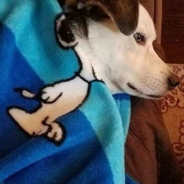 Perro cubierto con una manta azul con dibujo que crea una ilusión visual, foto única de personas que menos mal hicieron una foto.