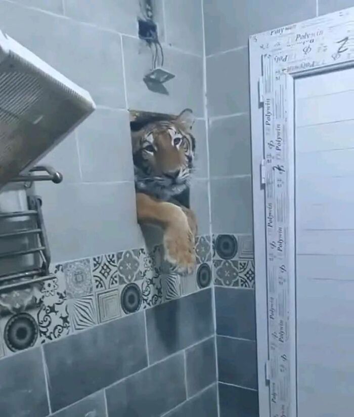 Tigre asomándose por una ventana pequeña en pared de baño, imagen que pocas personas creerían sin foto.