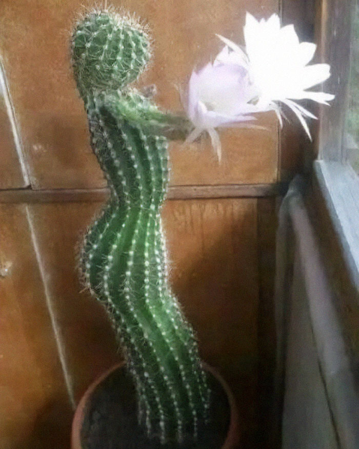 Cactus con forma humana y flor blanca, una de las personas que menos mal que hicieron una foto para creerlo.