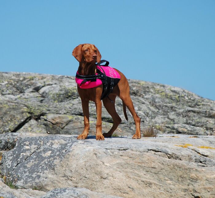 Perro con chaleco rosa de rescate en roca, simbolizando consejos vitales del personal sanitario y de emergencias.