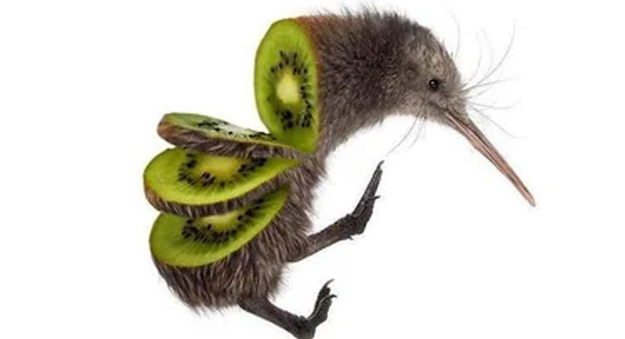 Kiwi con cuerpo de pájaro y alas de rodajas de kiwi, imagen divertida para personas que se han dado cuenta de que su pareja es idiota.
