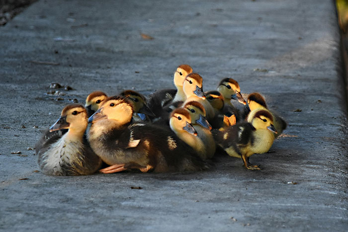 Grupo de patitos descansando sobre un camino, ilustrando personas que se han dado cuenta de que su pareja es idiota.