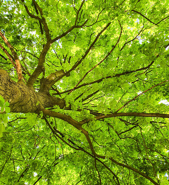 Ramas de árbol frondoso con hojas verdes bajo luz natural, simbolizando crecimiento y reflexión en parejas.