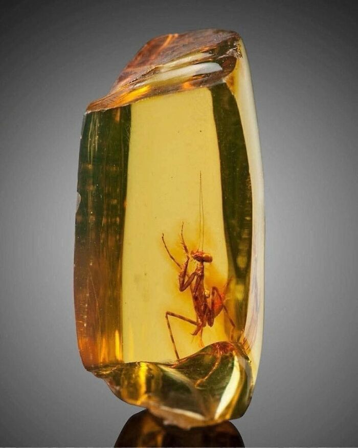 Insecto fosilizado en ámbar como uno de los increíbles descubrimientos arqueológicos destacados.