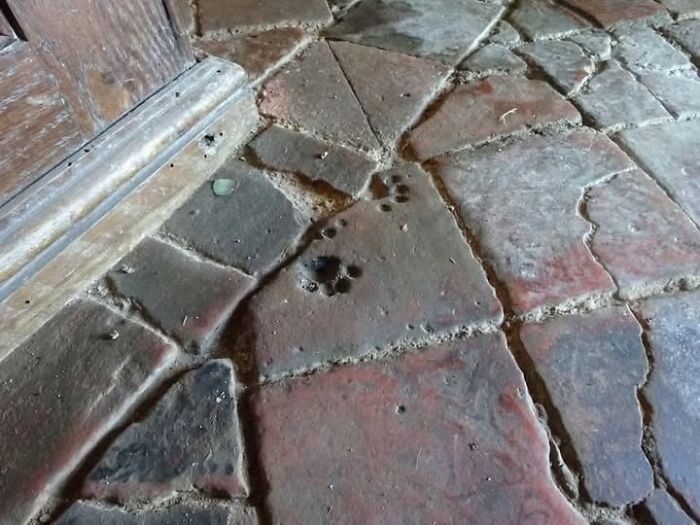 Huellas arqueológicas de patas en suelo de piedra antigua, destacando increíbles descubrimientos arqueológicos.