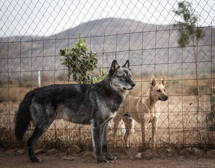 Perro de pelaje oscuro y perro claro detrás de una cerca, muestra comparación visual del mundo natural.