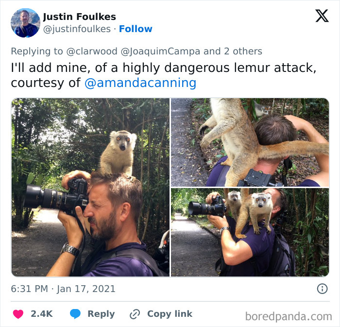 Fotógrafo de la naturaleza siendo emboscado adorablemente por un lémur mientras intenta capturar imágenes en el bosque.