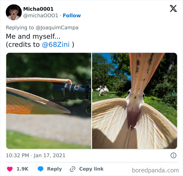 Fotógrafo de la naturaleza sorprendido adorablemente por un animal mientras intentaba capturar su imagen de cerca.