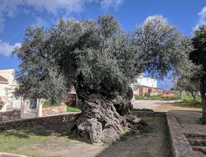 Árbol milenario en sitio histórico que destaca por sus increíbles descubrimientos arqueológicos en área educativa.