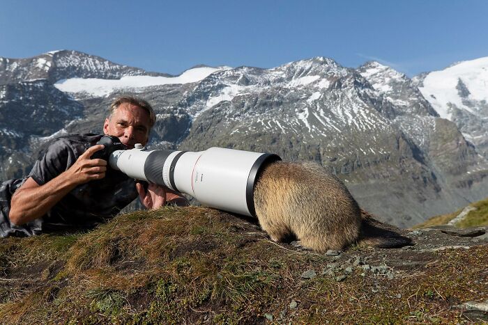 Fotógrafo de la naturaleza con cámara siendo emboscado de forma adorable por un animal en paisaje montañoso nevado.